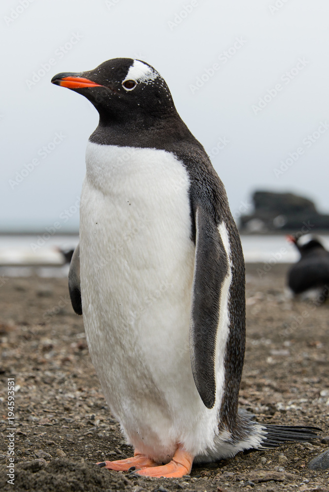 Fototapeta premium Gentoo penguin on beach