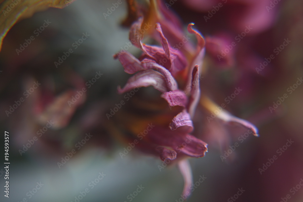 Fototapeta premium Delicate Series