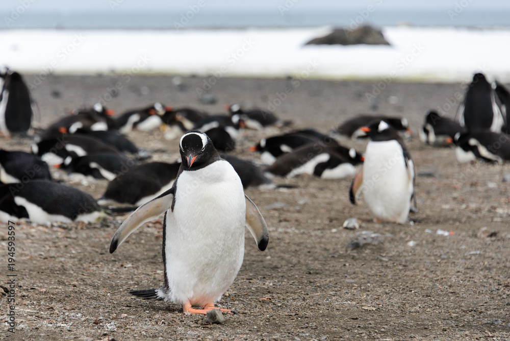 Naklejka premium Gentoo penguin on beach