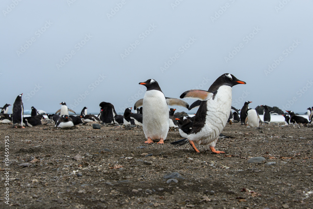Fototapeta premium Gentoo penguin going