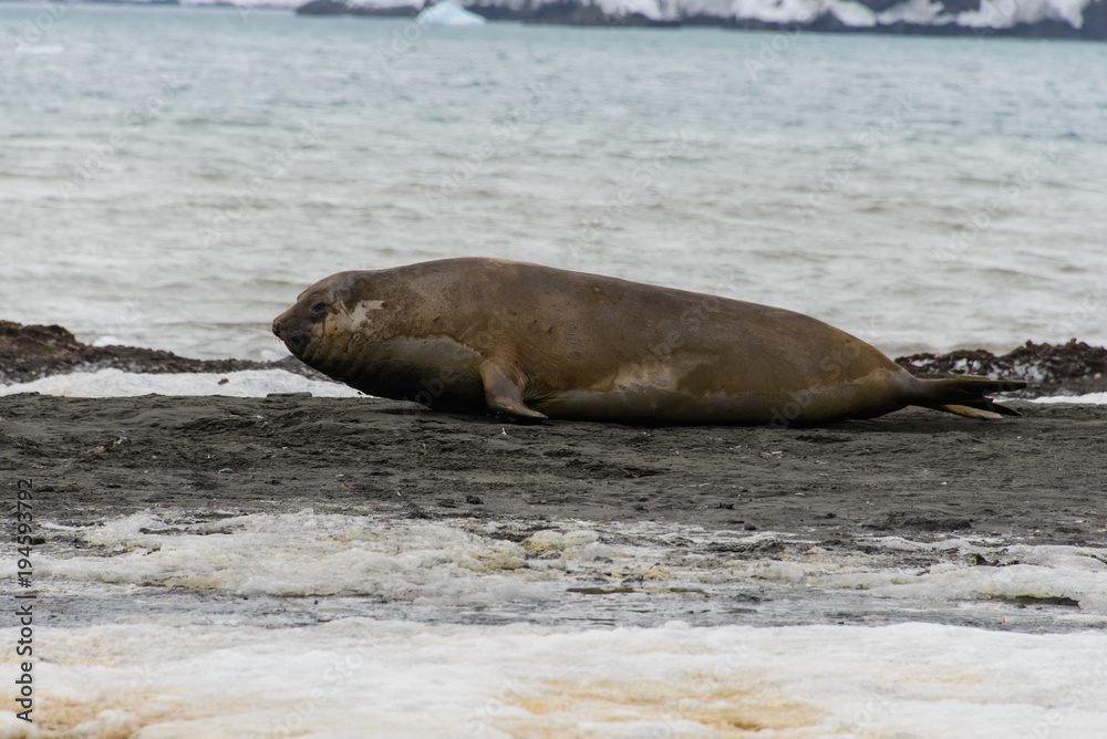 Fototapeta premium Elephant seal on beach