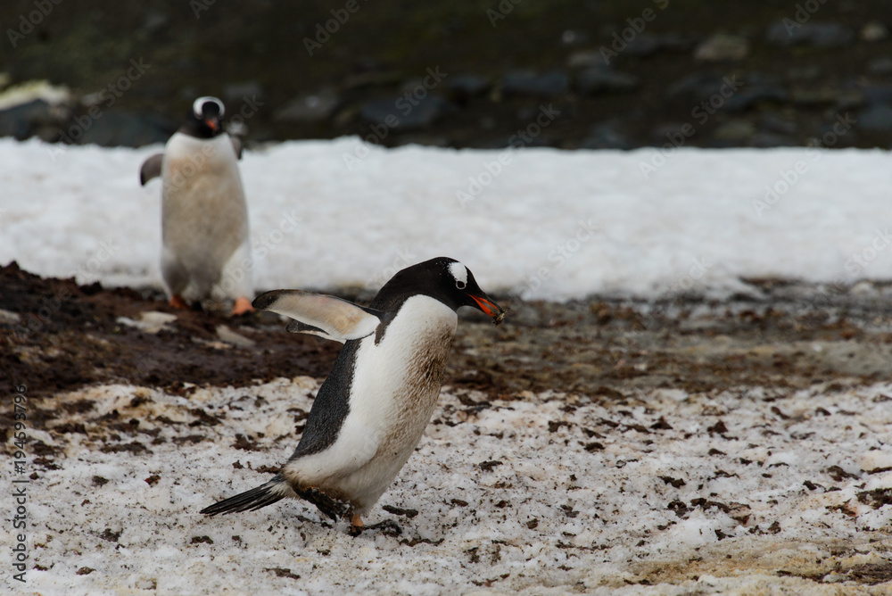 Obraz premium Gentoo penguin going
