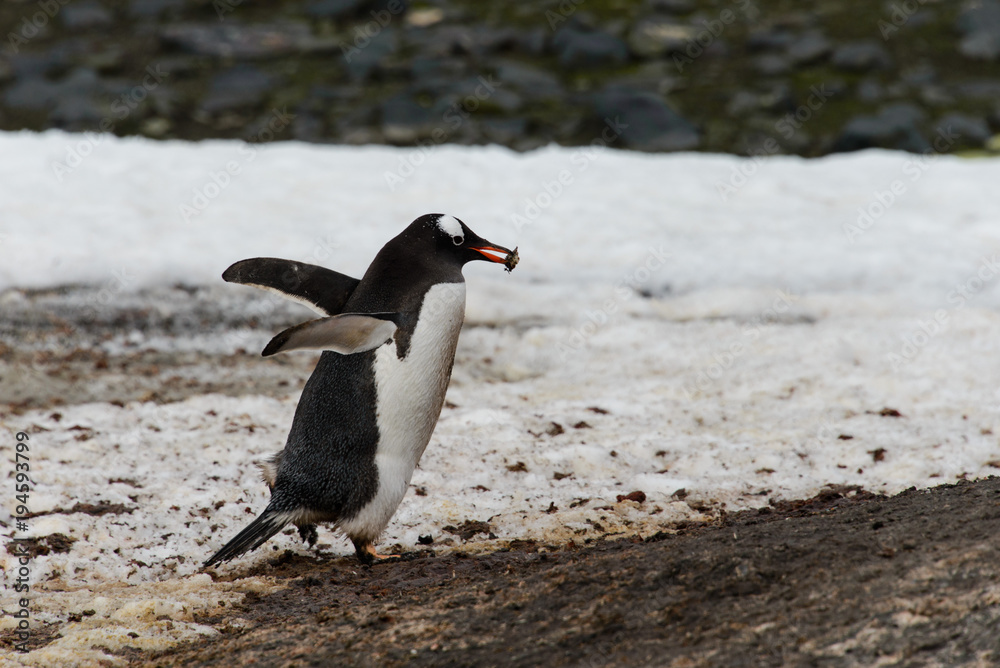 Naklejka premium Gentoo penguin going
