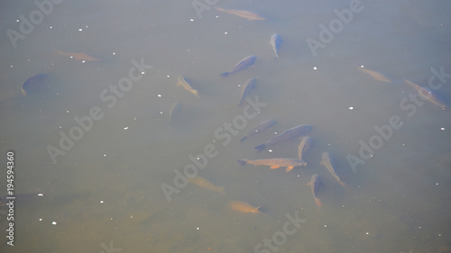 Pollution of the pond with fish.