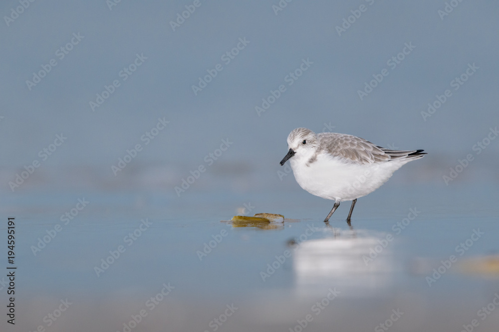 Sanderling (Calidris alba) foraging on the beach. Sanderling (Calidris alba) foraging on the beach.