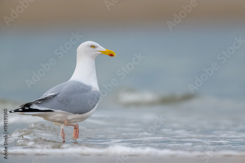 European Herring Gull  Larus argentatus  wading in the sea.