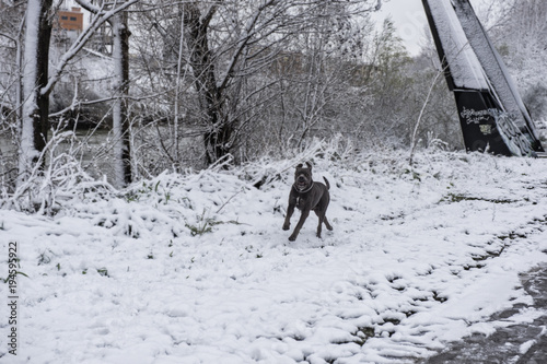 Dogo, Argentino, Italy, Snow, Lungotevere, Gazometro, Rome, Lazio, Italy, Europe © Pino Pacifico