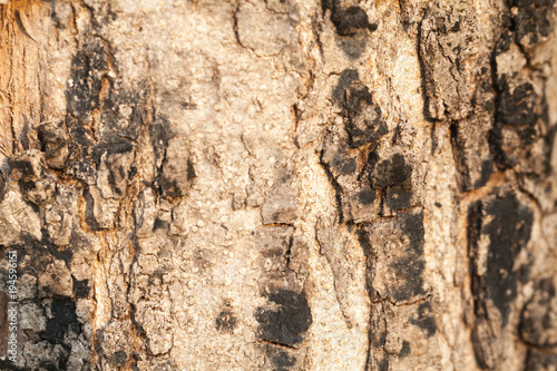 bark of old wood at the tree