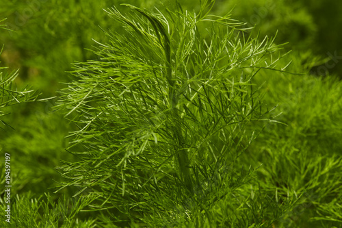 Dill. Herb leaf background