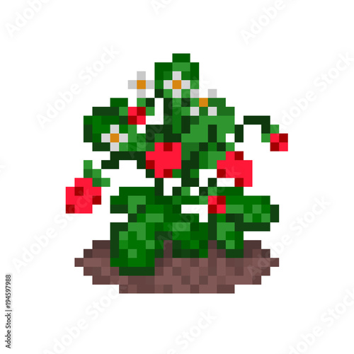 Wild strawberries on a bush growing in a bed, pixel art icon. Old school 8 bit illustration isolated on white background. Gardening symbol. Eco fruit emblem. Retro 80s,90s video game object design.