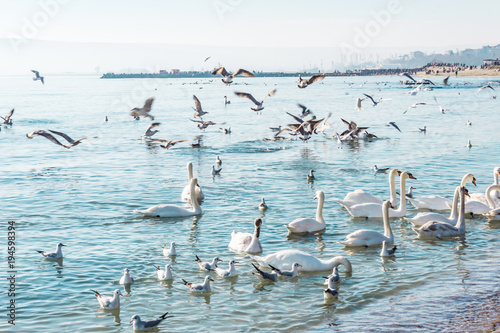 Winter idyls, swans and seagulls on the seashore. Sun bears in crystal clear salty waters.