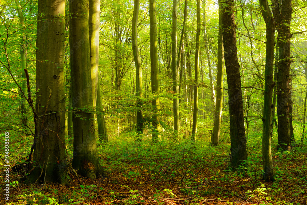 Fototapeta premium Las liściasty latem, nastrojowe ciepłe światło poranka