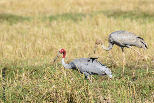 Two Thai Sarus crane   mother and her chick   foraging in uncultivated patches    Buriram    Thailand