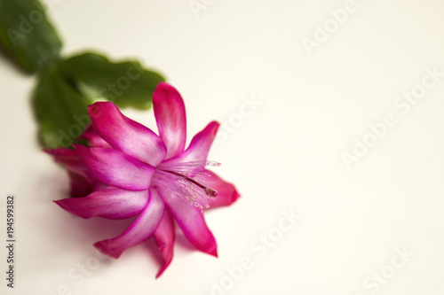 Pink colored Christmas cactus in bloom on White background.