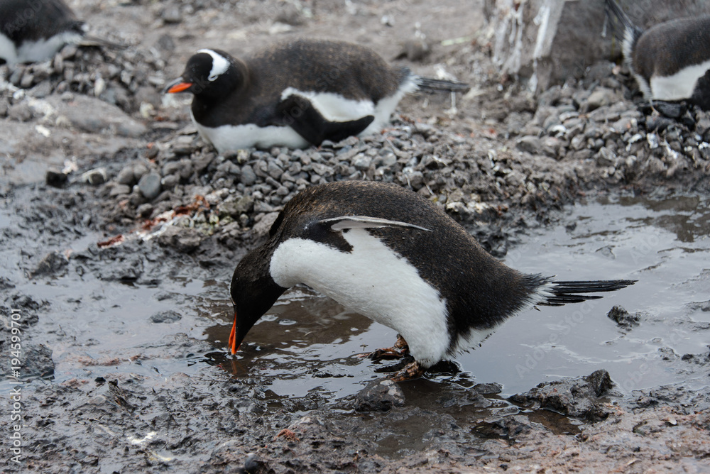 Naklejka premium Gentoo penguin going