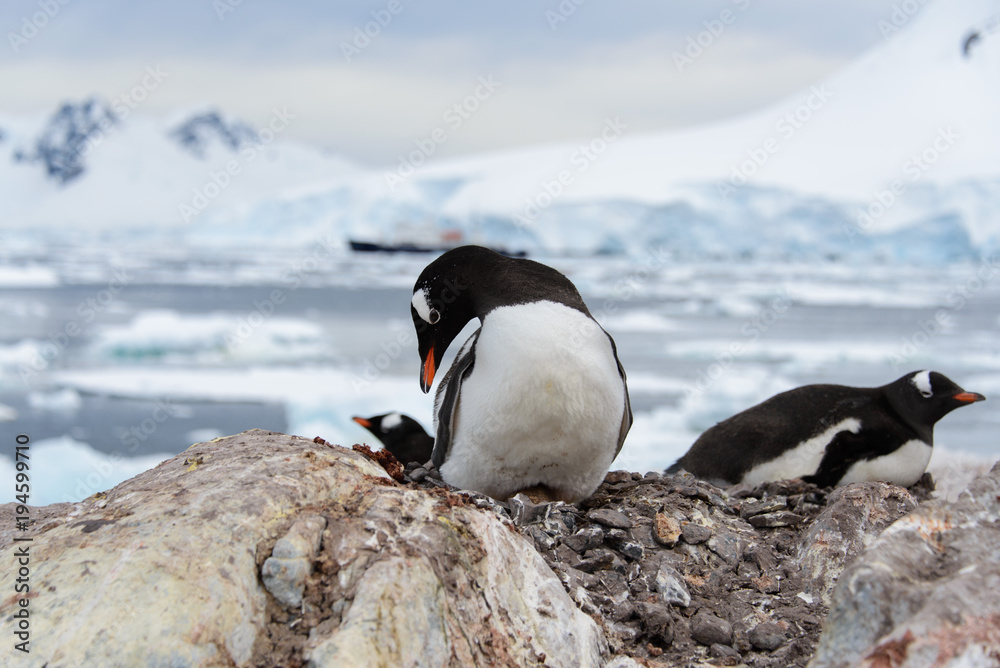 Naklejka premium Gentoo penguin with egg in nest