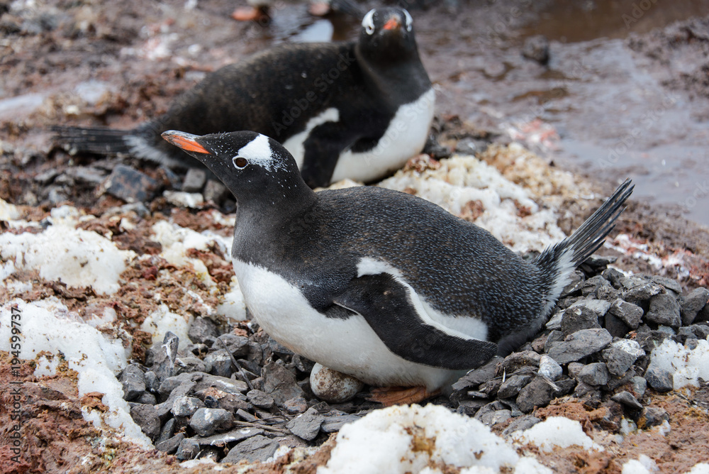 Fototapeta premium Gentoo penguin laying on stone