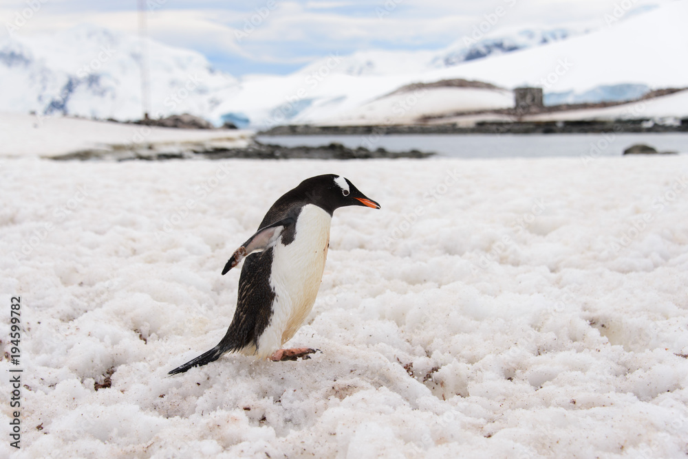 Fototapeta premium Gentoo penguin going
