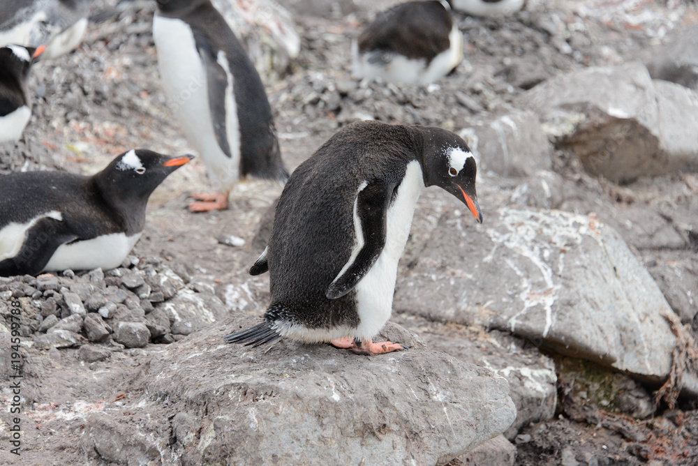 Naklejka premium Gentoo penguins on stone