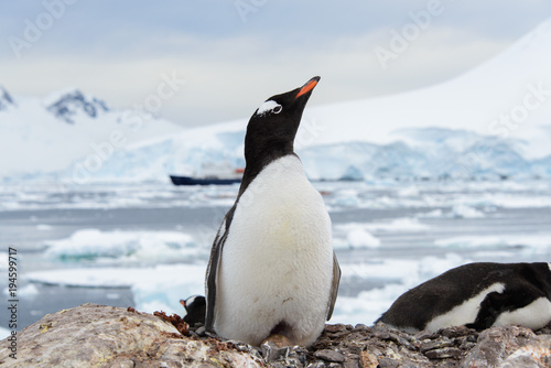 Gentoo penguin with egg in nest