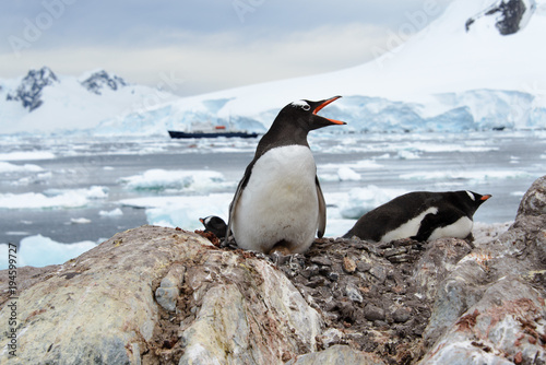 Gentoo penguin with egg in nest