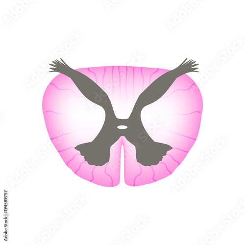 The structure of the spinal cord. Infographics. Vector illustration on isolated background.