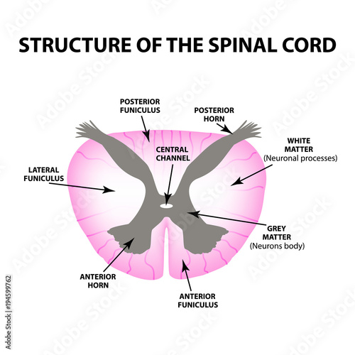 The structure of the spinal cord. Infographics. Vector illustration on isolated background.