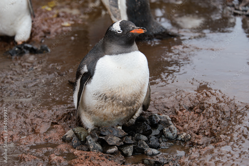 Naklejka premium Gentoo penguin going in mud