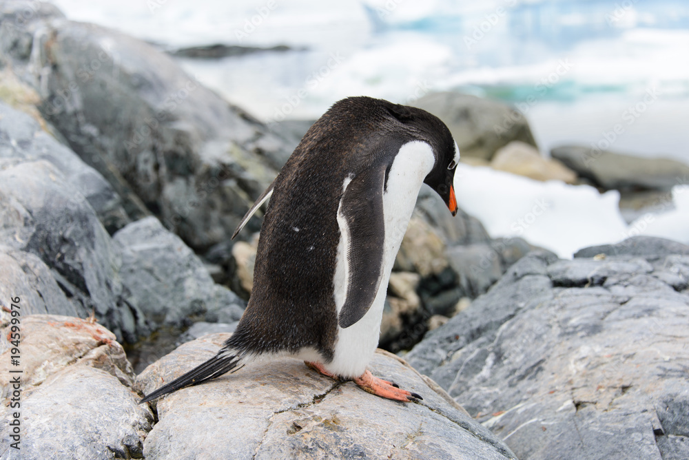 Fototapeta premium Gentoo penguins on stone