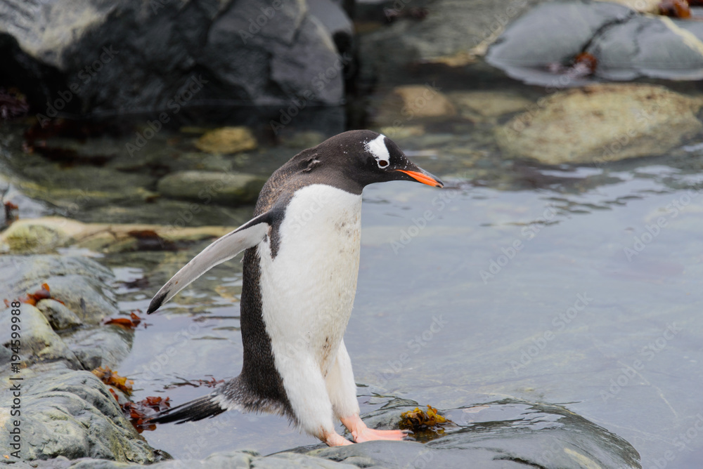 Fototapeta premium Gentoo penguin flying