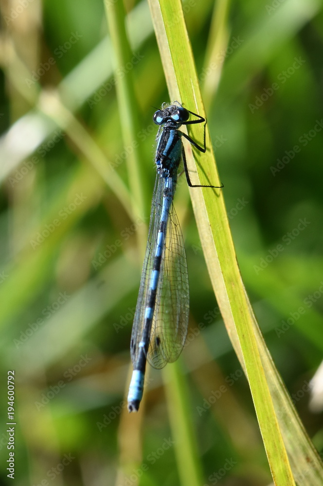Eurasian Bluet damselfly of the genus Coenagrion Eurasian Bluet damselfly of the genus Coenagrion