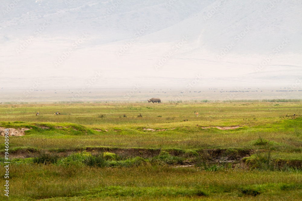 Ngorongoro Conservation Area Landscape and Wildlife