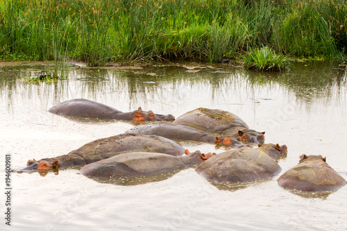 Common hippopotamus  Hippopotamus amphibius  in the water in Ngorongoro