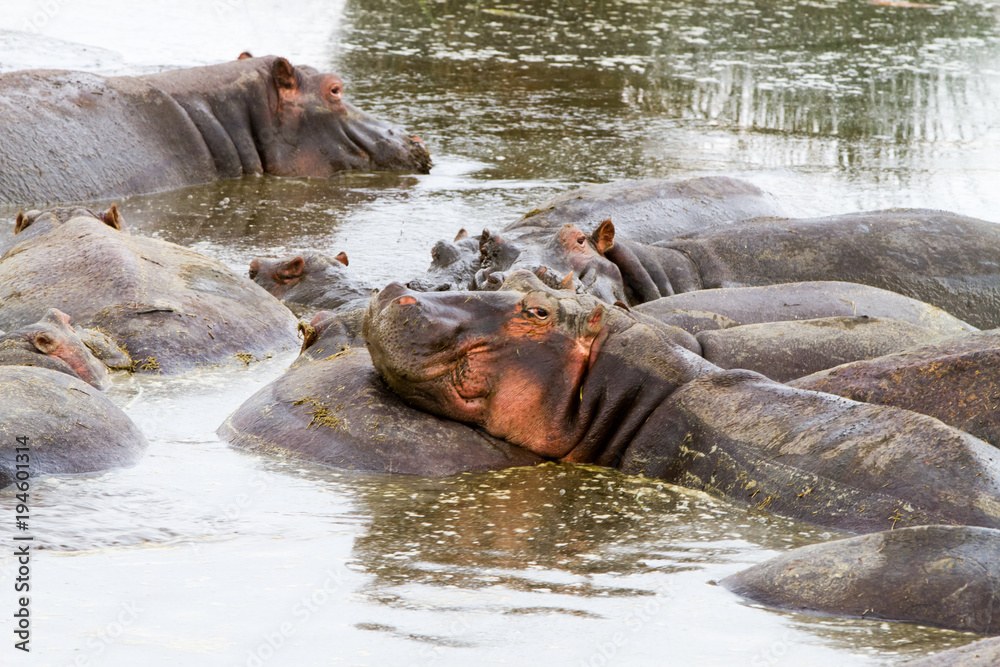 Common hippopotamus (Hippopotamus amphibius) in the water in Ngorongoro