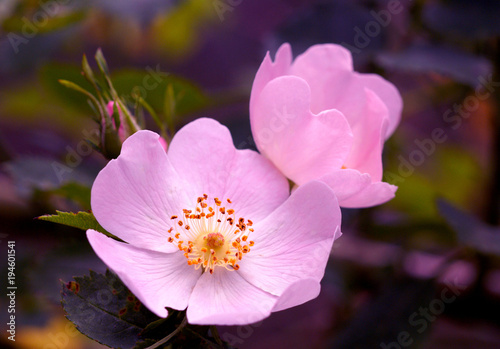 Rosa pendulina. Pirineos 