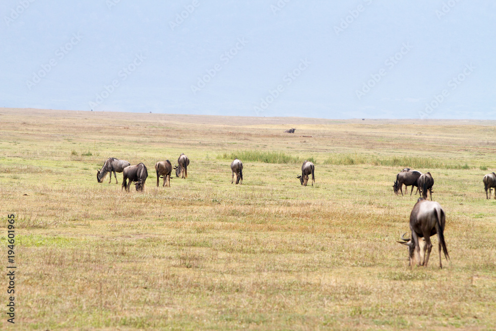 Blue wildebeests (Connochaetes taurinus), called common wildebeest, white-bearded wildebeest or brindled gnu large antelope in Ngorongoro Conservation Area (NCA) Crater Highlands, Tanzania