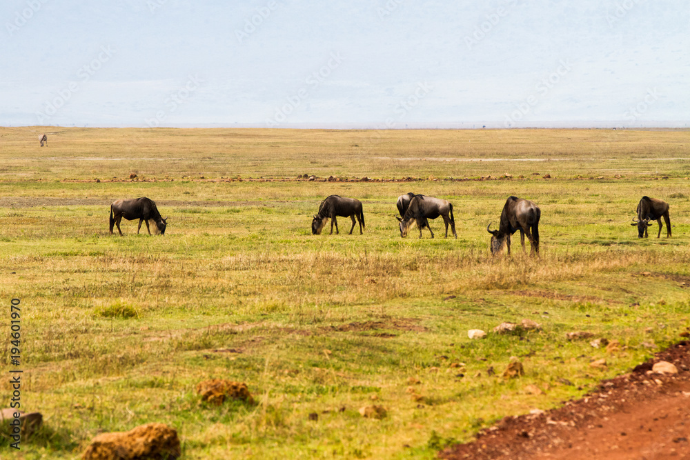 Blue wildebeests (Connochaetes taurinus), called common wildebeest, white-bearded wildebeest or brindled gnu large antelope in Ngorongoro Conservation Area (NCA) Crater Highlands, Tanzania Blue wildebeests (Connochaetes taurinus), called common wildebeest, white-bearded wildebeest or brindled gnu large antelope in Ngorongoro Conservation Area (NCA) Crater Highlands, Tanzania