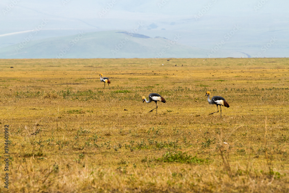 Grey crowned crane (Balearica regulorum) endangered birds Grey crowned crane (Balearica regulorum) endangered birds