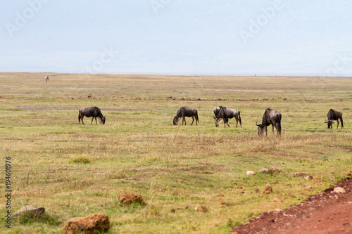 Blue wildebeests (Connochaetes taurinus), called common wildebeest, white-bearded wildebeest or brindled gnu large antelope in Ngorongoro Conservation Area (NCA) Crater Highlands, Tanzania