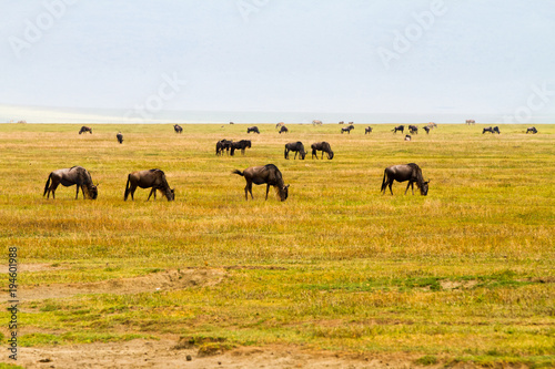 Blue wildebeests  Connochaetes taurinus   called common wildebeest  white-bearded wildebeest or brindled gnu large antelope in Ngorongoro Conservation Area  NCA  Crater Highlands  Tanzania