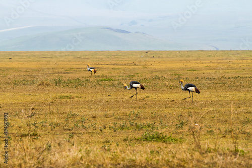 Grey crowned crane (Balearica regulorum) endangered birds