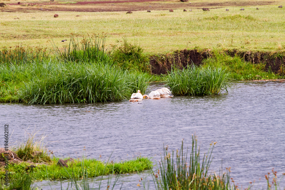 Great white pelican (Pelecanus onocrotalus) in Ngorongoro Crater Great white pelican (Pelecanus onocrotalus) in Ngorongoro Crater