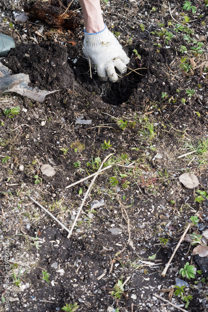Hello spring. Dig a hole. Planting of plants. Cleaning the garden Hello spring. Dig a hole. Planting of plants. Cleaning the garden