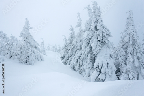 Snow covering Gorgany mountains winter forest