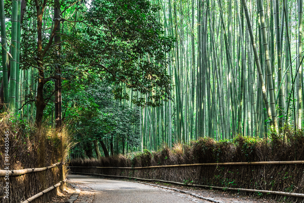 Obraz premium 京都 竹林の道