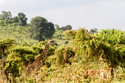 Giraffe  Giraffa  Ngorongoro Conservation Area  NCA  World Heritage Site in the Crater Highlands area of Tanzania
