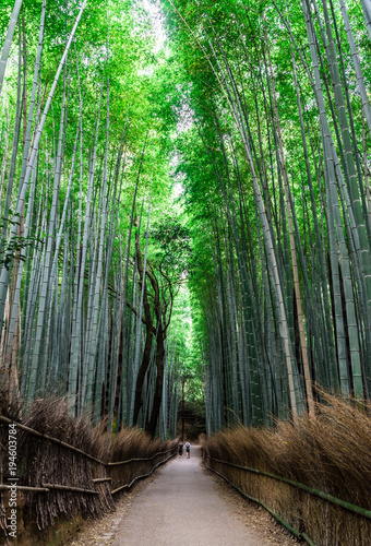 京都　竹林の道