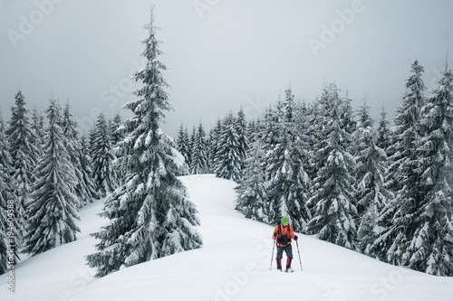 Hiker walking in Gorgany mountains winter forest