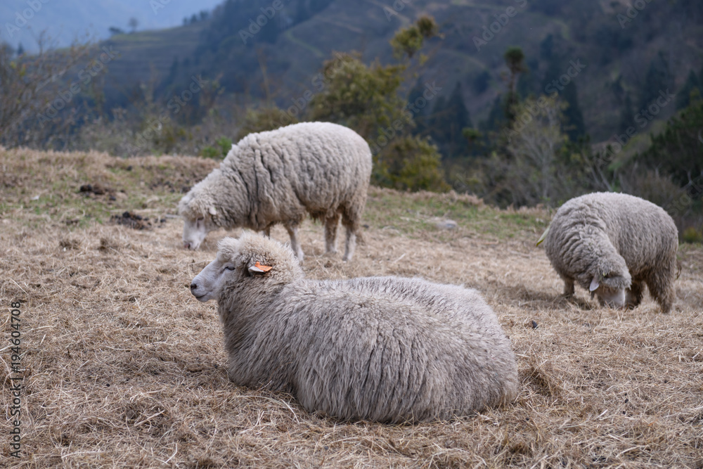 Obraz premium Sheep on the farm