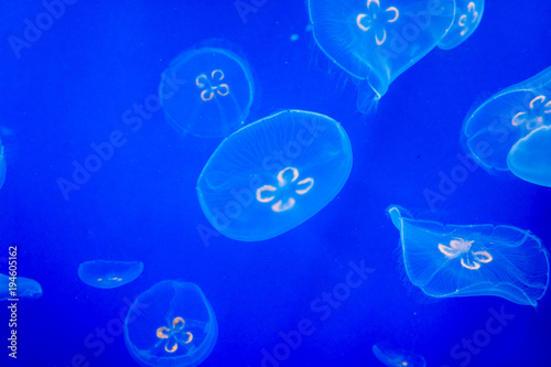 Schooling of Jellyfish © Chonlasub